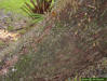 Live oak trunk and bark detail